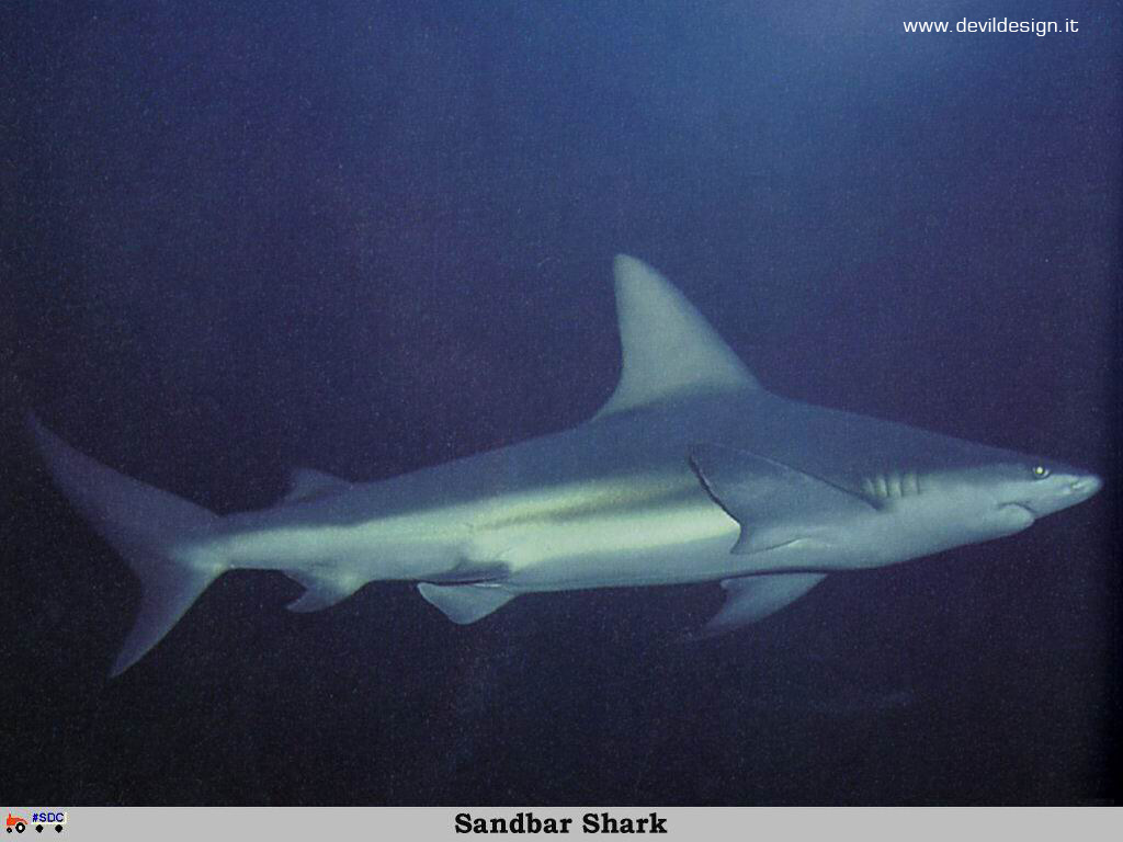 GCSR046-Sandbar_Shark copia